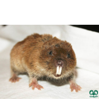 گونه ول حفار کردی Transcaucasian Mole-Vole